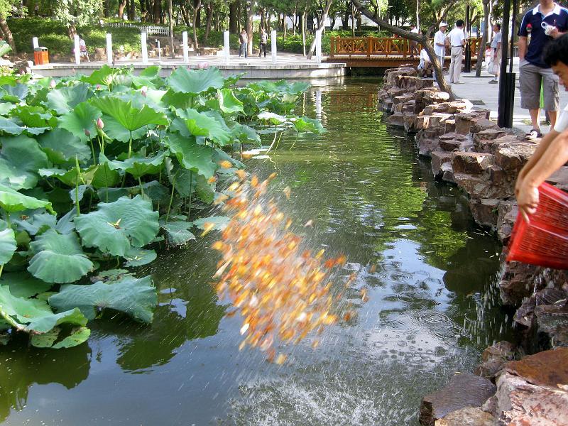 Stocking the Pond in Suzhou Park.JPG